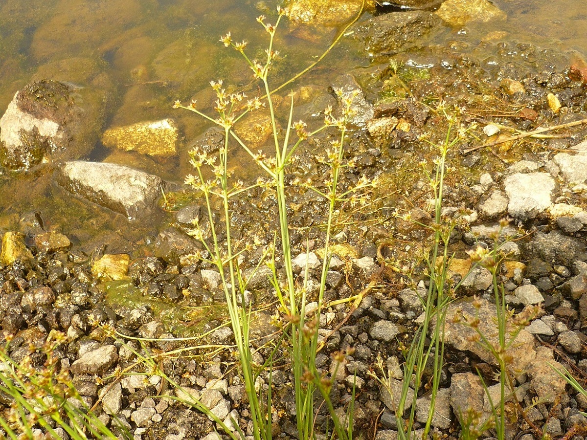 Juncus articulatus subsp. articulatus (Juncaceae)